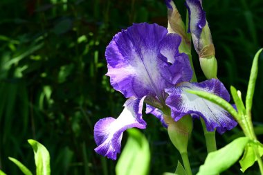 Bahçedeki güzel çiçekleri kapat.