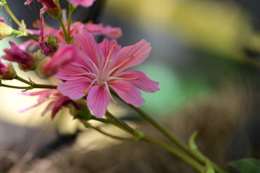 Yaz bahçesindeki güzel çiçeklerin yakın plan görüntüsü, doğa konsepti arka plan