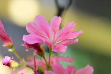 Yaz bahçesindeki güzel çiçeklerin yakın plan görüntüsü, doğa konsepti arka plan