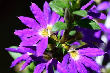 Yaz bahçesindeki güzel çiçeklerin yakın plan görüntüsü, doğa konsepti arka plan