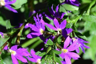Yaz bahçesindeki güzel çiçeklerin yakın plan görüntüsü, doğa konsepti arka plan