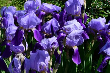Bahçedeki güzel iris çiçekleri yakın. 