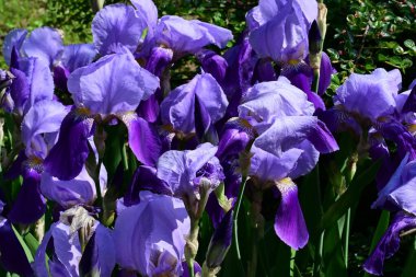 Bahçedeki güzel iris çiçekleri yakın. 