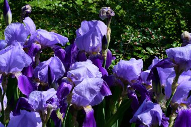 Bahçedeki güzel iris çiçekleri yakın. 