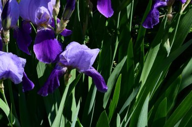 Bahçedeki güzel iris çiçekleri yakın. 