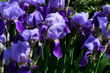 Bahçedeki güzel iris çiçekleri yakın. 