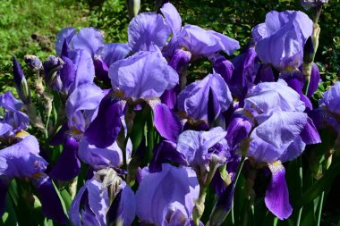 Bahçedeki güzel iris çiçekleri yakın. 