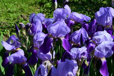 Bahçedeki güzel iris çiçekleri yakın. 