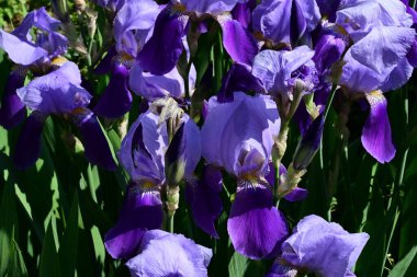 Bahçedeki güzel iris çiçekleri yakın. 