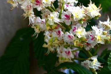 Kestane ağacının dalında açan beyaz çiçeklere yaklaş 