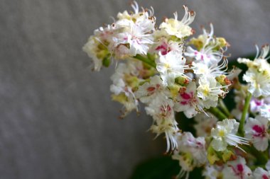 Kestane ağacının dalında açan beyaz çiçeklere yaklaş 