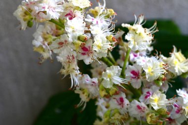 Kestane ağacının dalında açan beyaz çiçeklere yaklaş 