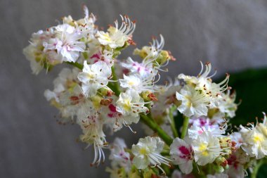 Kestane ağacının dalında açan beyaz çiçeklere yaklaş 