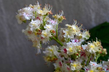 Kestane ağacının dalında açan beyaz çiçeklere yaklaş 