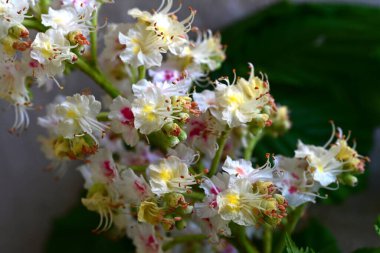Kestane ağacının dalında açan beyaz çiçeklere yaklaş 