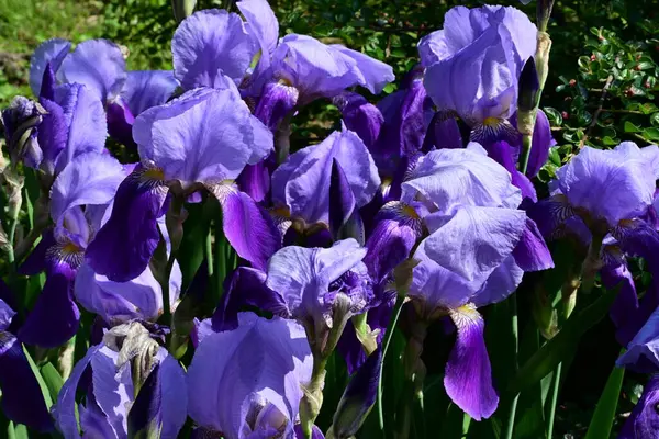 Bahçedeki güzel iris çiçekleri yakın. 