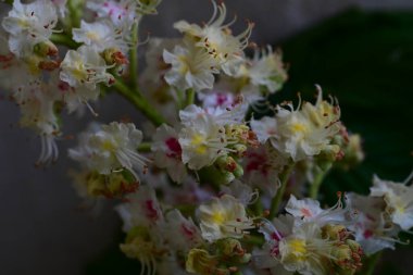 Kestane ağacının dalında açan beyaz çiçeklere yaklaş 