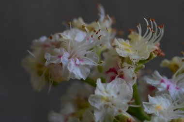 Kestane ağacının dalında açan beyaz çiçeklere yaklaş 