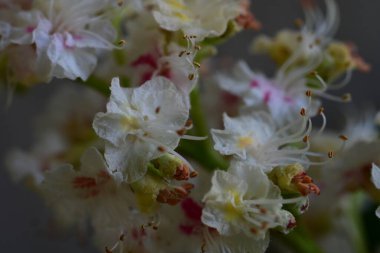 Yaz bahçesindeki güzel çiçeklerin yakın plan görüntüsü, doğa konsepti arka plan