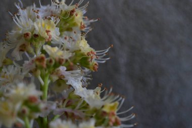Yaz bahçesindeki güzel çiçeklerin yakın plan görüntüsü, doğa konsepti arka plan