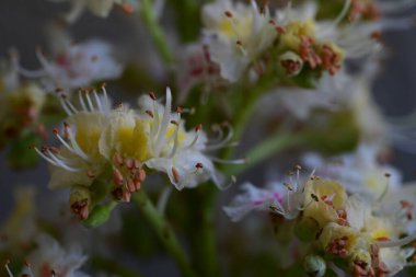 Yaz bahçesindeki güzel çiçeklerin yakın plan görüntüsü, doğa konsepti arka plan