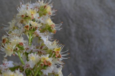 Yaz bahçesindeki güzel çiçeklerin yakın plan görüntüsü, doğa konsepti arka plan