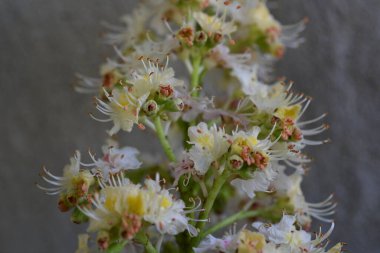 Yaz bahçesindeki güzel çiçeklerin yakın plan görüntüsü, doğa konsepti arka plan