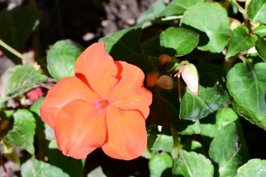 Yaz bahçesindeki güzel çiçeklerin yakın plan görüntüsü, doğa konsepti arka plan