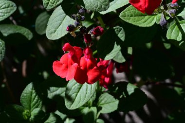 Yaz bahçesindeki güzel çiçeklerin yakın plan görüntüsü, doğa konsepti arka plan
