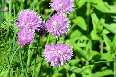 Bahçe bahçesinde yetişen sarımsak çiçekleri 