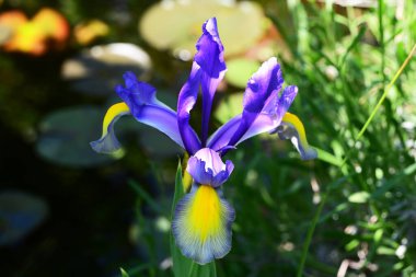Bahçedeki güzel iris çiçekleri yakın. 