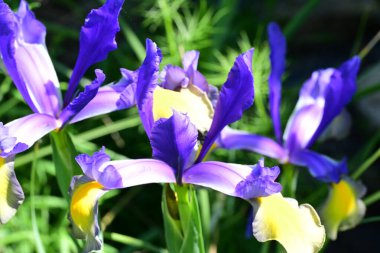 Bahçedeki güzel iris çiçekleri yakın. 
