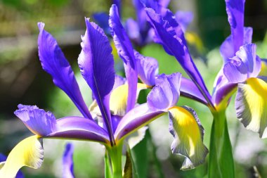 Bahçedeki güzel iris çiçekleri yakın. 