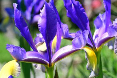 Bahçedeki güzel iris çiçekleri yakın. 