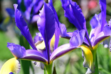 Bahçedeki güzel iris çiçekleri yakın. 