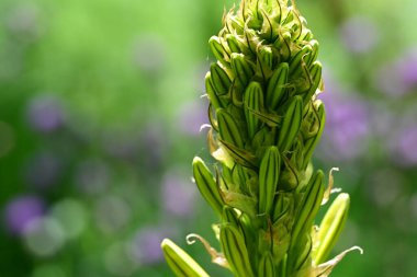 Yaz bahçesindeki güzel çiçeklerin yakın plan görüntüsü, doğa konsepti arka plan