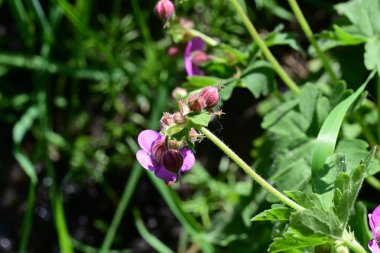 Yaz bahçesindeki güzel çiçeklerin yakın plan görüntüsü, doğa konsepti arka plan