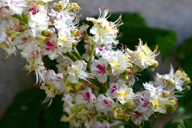 Yaz bahçesindeki güzel çiçeklerin yakın plan görüntüsü, doğa konsepti arka plan