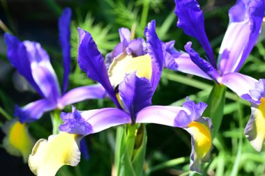 Bahçedeki güzel iris çiçekleri yakın. 