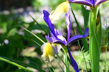 Bahçedeki güzel iris çiçekleri yakın. 