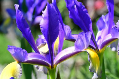 Bahçede Iris, güzel çiçekler kapanıyor. 