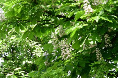 Yaz bahçesindeki güzel çiçeklerin yakın plan görüntüsü, doğa konsepti arka plan