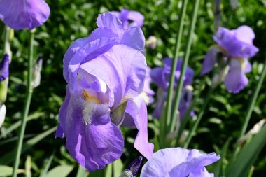 Bahçede Iris, güzel çiçekler kapanıyor. 