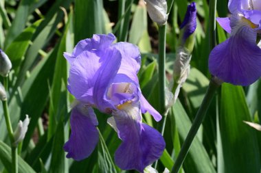 Bahçede Iris, güzel çiçekler kapanıyor. 