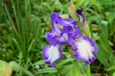Bahçede Iris, güzel çiçekler kapanıyor. 