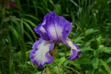 Bahçede Iris, güzel çiçekler kapanıyor. 