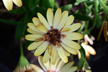 Yaz bahçesindeki güzel çiçeklerin yakın plan görüntüsü, doğa konsepti arka plan