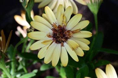 Yaz bahçesindeki güzel çiçeklerin yakın plan görüntüsü, doğa konsepti arka plan