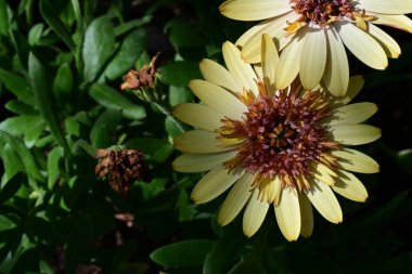 Yaz bahçesindeki güzel çiçeklerin yakın plan görüntüsü, doğa konsepti arka plan