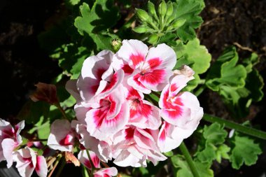 Yaz bahçesindeki güzel çiçeklerin yakın plan görüntüsü, doğa konsepti arka plan